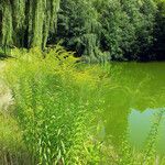 Solidago canadensis Hàbitat