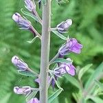 Linaria purpurea Fiore