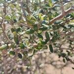 Olearia solandri Leaf