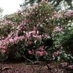 Rhododendron orbiculare Habitus