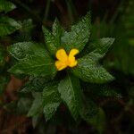 Turnera ulmifolia Flower