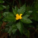 Turnera ulmifolia Žiedas