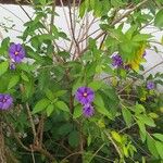 Solanum laciniatumЦвят