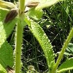 Salvia viridis Leaf