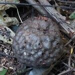 Dioscorea bulbifera Fruto