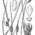 Carex grioletii Kita