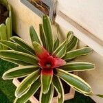 Neoregelia carolinaeFolio