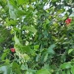Chiococca alba Květ