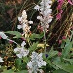 Salvia farinacea Habit