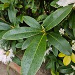Rhododendron maximum 葉