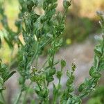 Lepidium sativum Плід