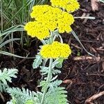 Achillea clypeolata Flower