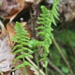 Thelypteris noveboracensis Blad