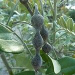 Sophora tomentosa Fruit