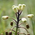 Bellevalia speciosa 花