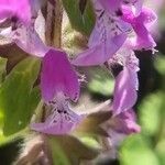 Stachys marrubiifolia Квітка