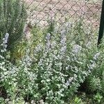 Nepeta grandiflora Hábito