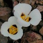 Calochortus leichtlinii Flower