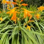 Crocosmia aurea Flor