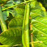Senna alata Fruto