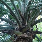 Sabal mexicana Blad