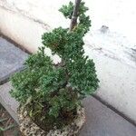 Juniperus procumbens Hàbitat