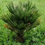 Chamaerops humilis叶