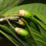 Ocotea dendrodaphne Fruto