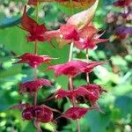 Leycesteria formosa Vaisius