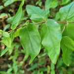 Hypericum hircinum Foglia