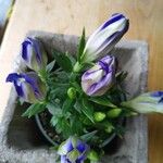 Gentiana septemfida Blodyn