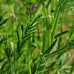 Astragalus onobrychis Levél