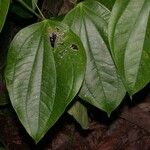 Piper reticulatum Leaf