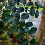 Azara microphylla Folla