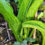 Symphytum caucasicum Blad