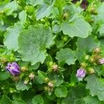 Campanula portenschlagiana Leaf