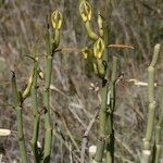 Ceropegia dichotoma Other