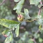 Crataegus rhipidophylla Fruto