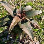 Aloe elgonica Blatt