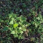 Urtica dioica Habit