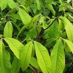 Asimina triloba 形态