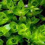 Bacopa caroliniana Лист