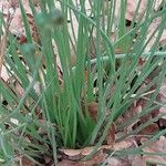 Asphodelus acaulis 葉