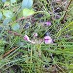 Pedicularis palustrisFlower