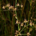 Juncus subnodulosus Arall