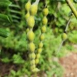 Sophora tomentosa Ffrwyth