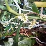 Campylocentrum jamaicense Blomst