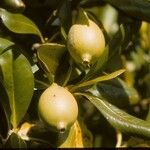 Casasia clusiifolia 果実