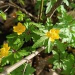 Anemonoides ranunculoidesFloare