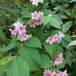 Weigela floridaFlower